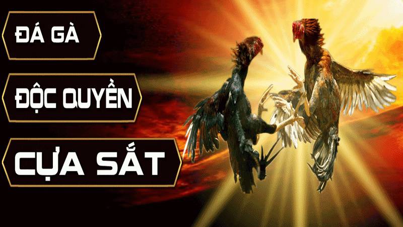 Benbet Gaming cung cấp những lựa chọn cá cược nào? - Benbet